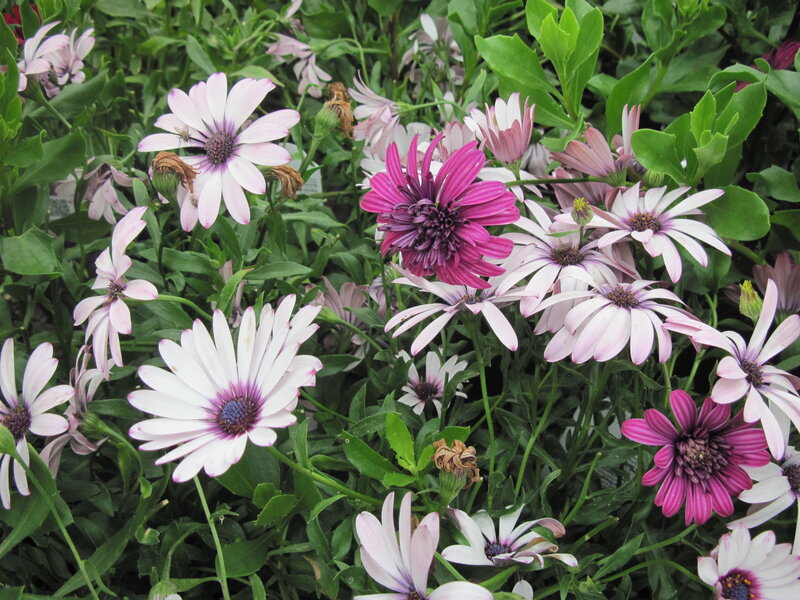 Daisies in a Garden — Green