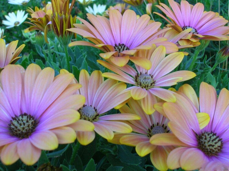 Daisies in a Garden — Pink