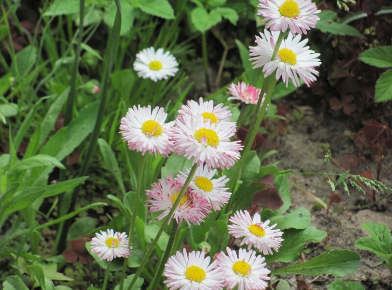Daisies in a garden