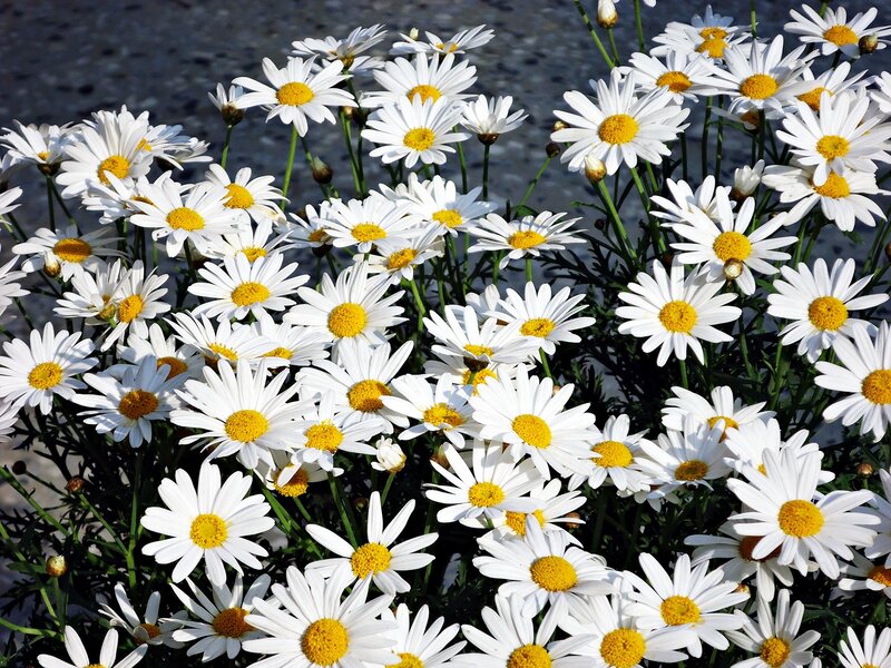 Daisies in a Garden — White, Bright, Afternoon