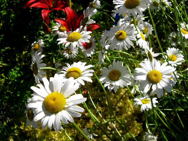 Daisies in a Garden — White, Bright