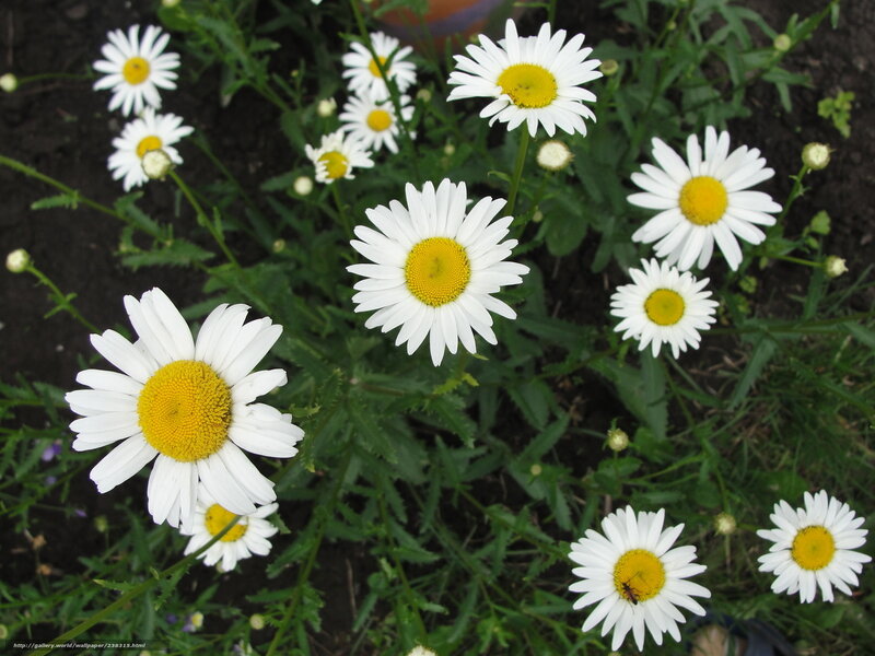 Daisies in a Garden — White, Calm, Afternoon
