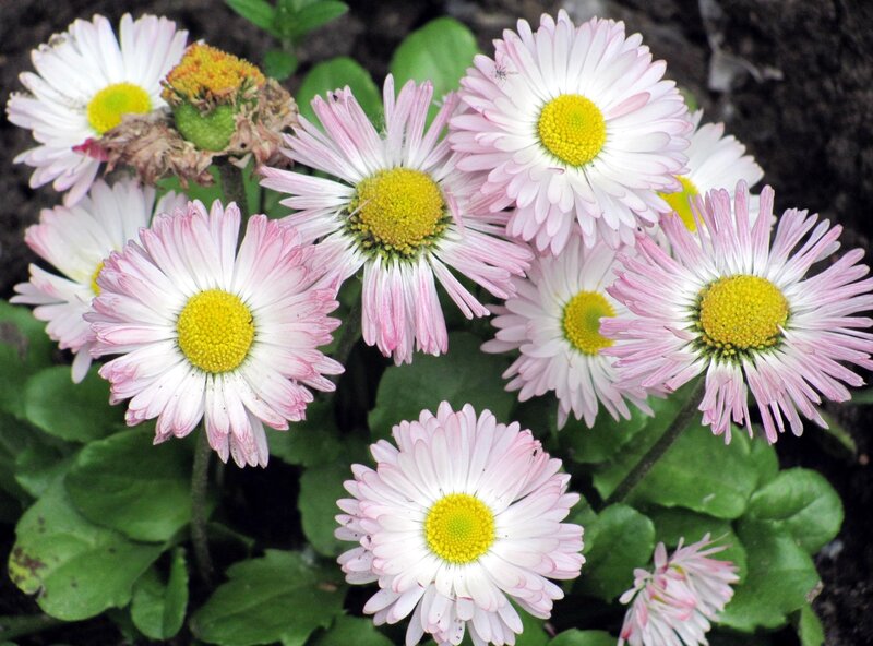 Daisies in a Garden — White, Calm, Spring, Photograph, Green Leaves