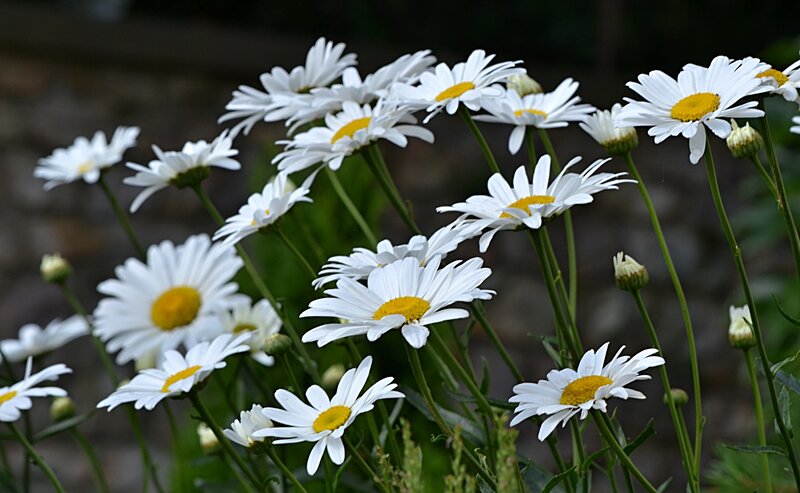 Daisies in a Garden — White, Calm, Spring, Photograph