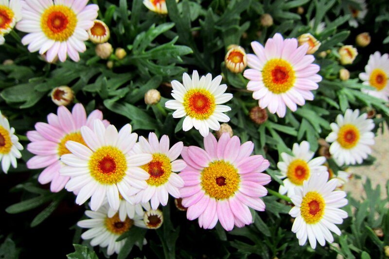 Daisies in a Garden — White, Calm, Spring
