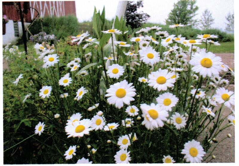 Daisies in a Garden — White, Calm, Summer