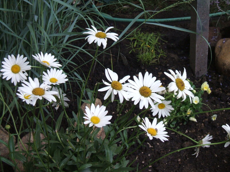 Daisies in a Garden — White, Calm