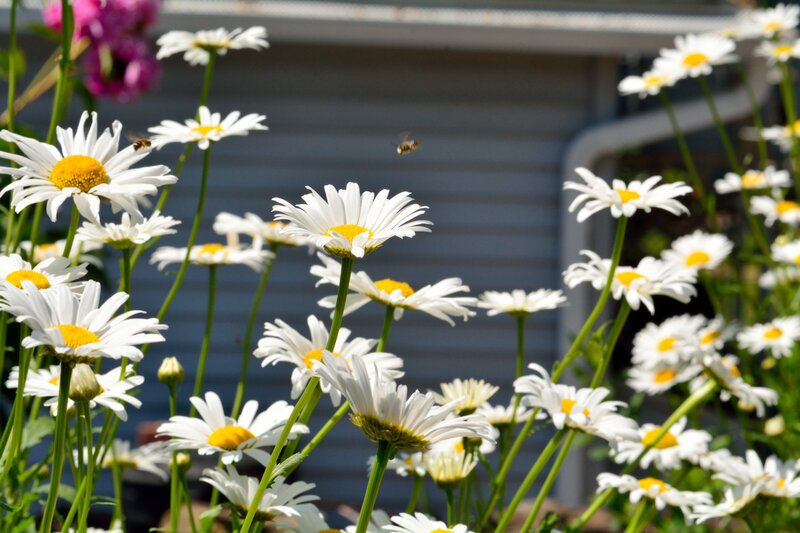 Daisies in a Garden — White, Serene, Afternoon, Photograph, Bees