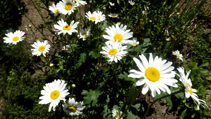 Daisies in a Garden — White, Serene, Afternoon, Photograph