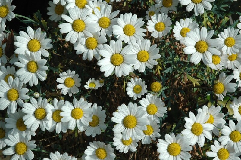 Daisies in a Garden — White, Serene, Afternoon