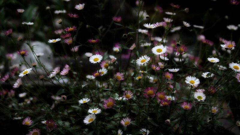 Daisies in a Garden — White, Serene, Photograph