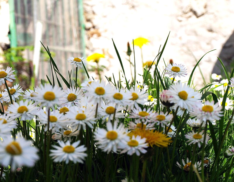 Daisies in a Garden — White, Serene, Spring, Photograph