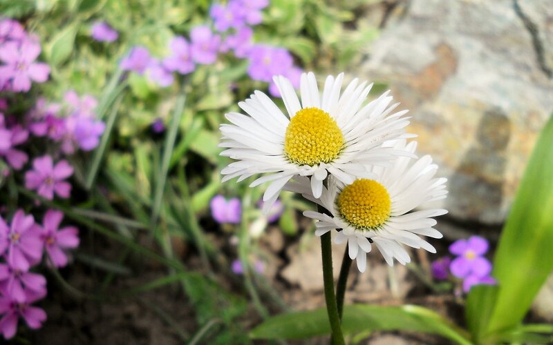 Daisies in a Garden — White, Serene, Spring
