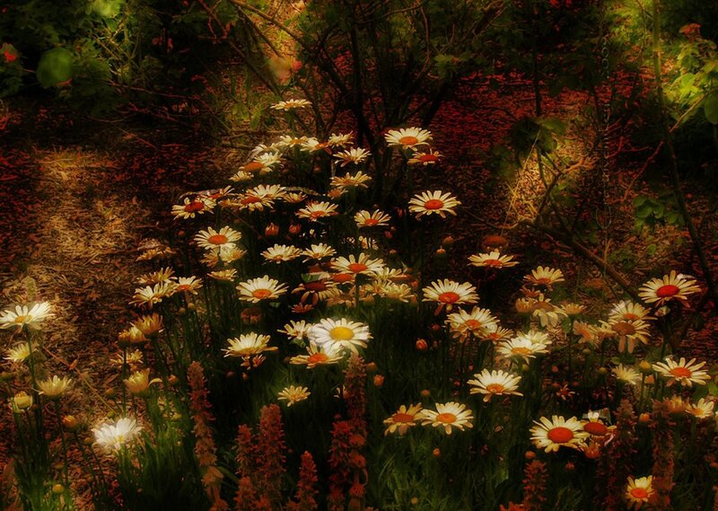 Daisies in a Garden — White, Serene