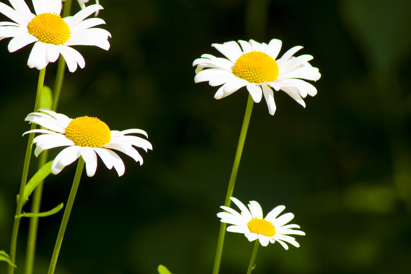 Daisies in a Garden — White