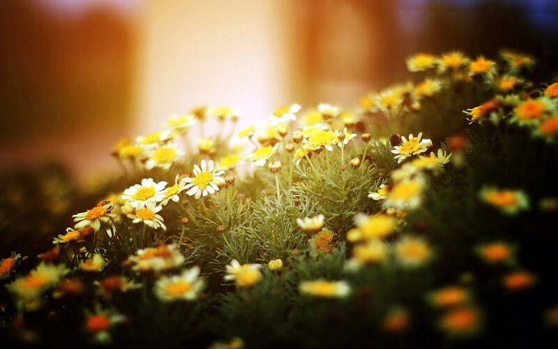 Daisies in a Garden — Yellow