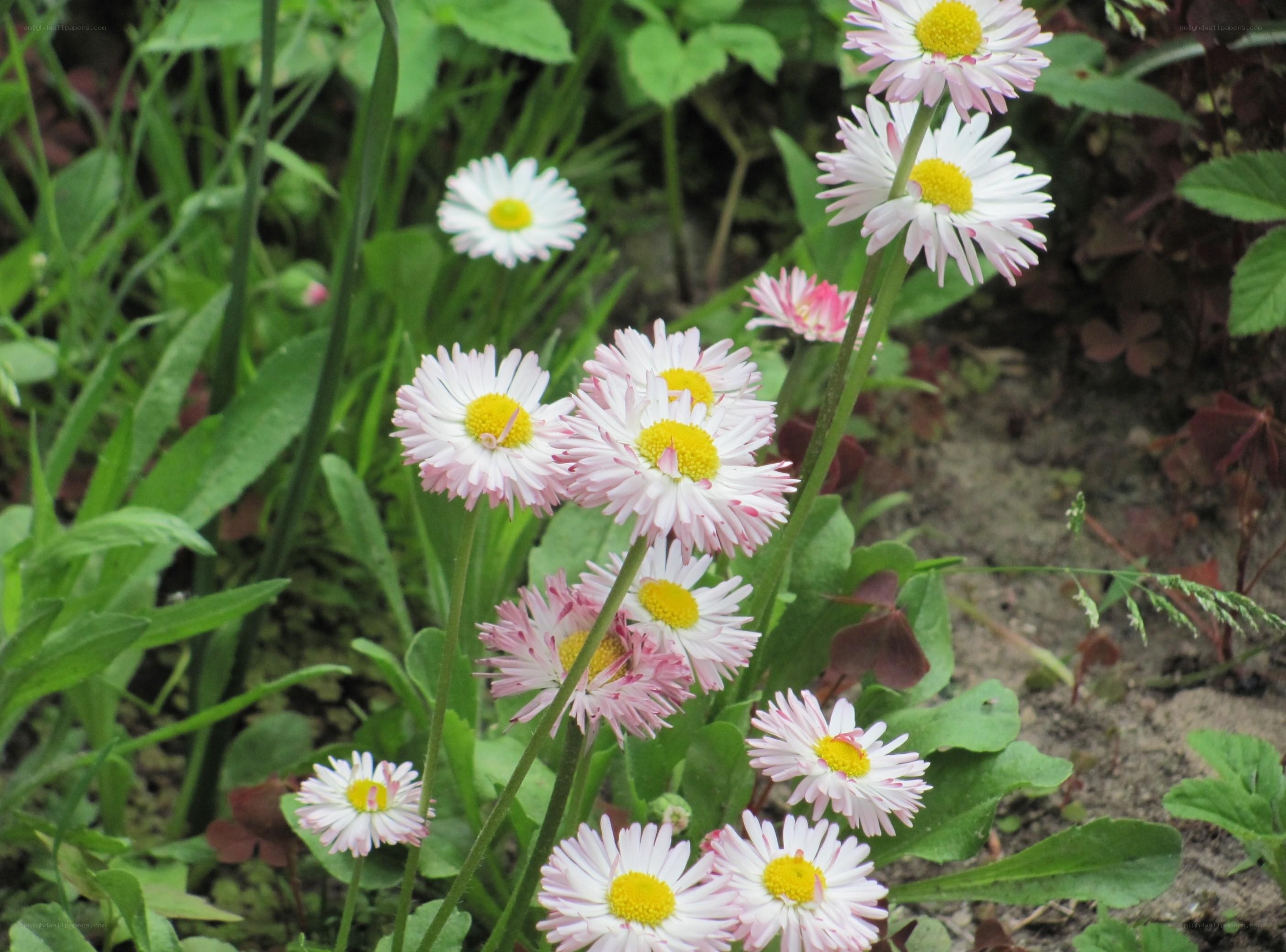 Daisies in a garden