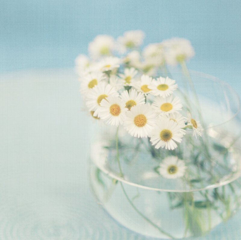 Daisies in a Glass Bowl