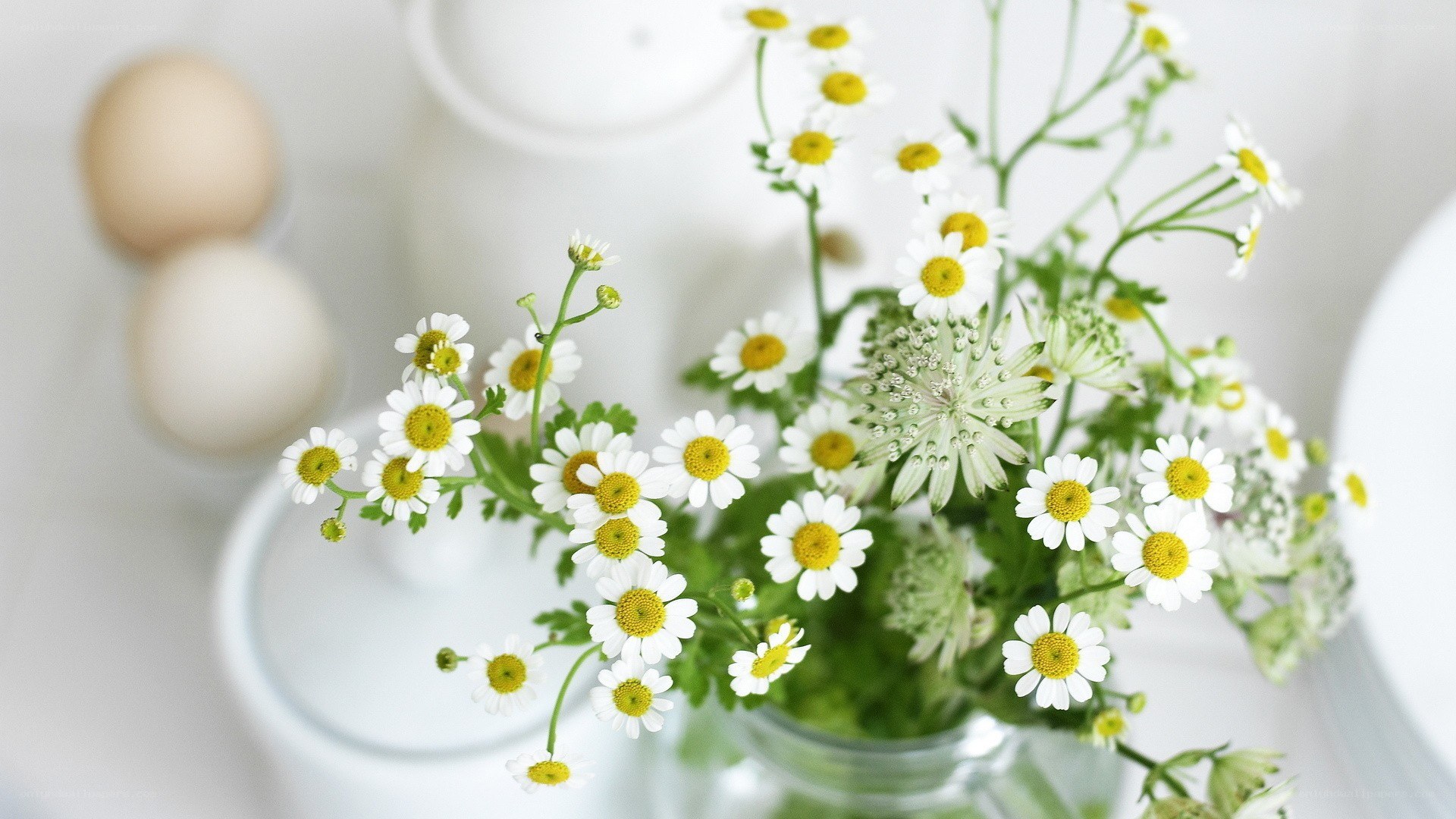 daisies in a glass jar
