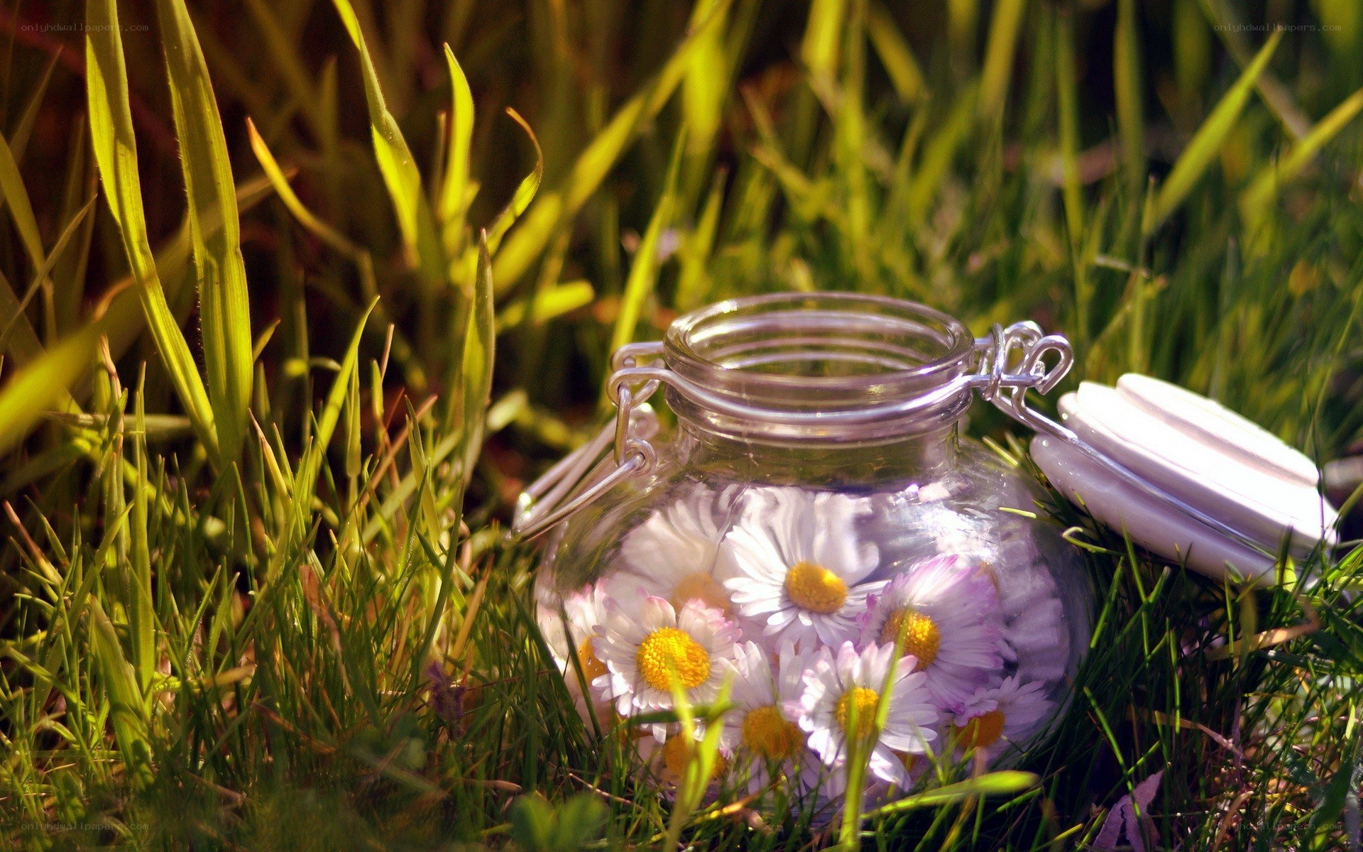 daisies in a glass jar
