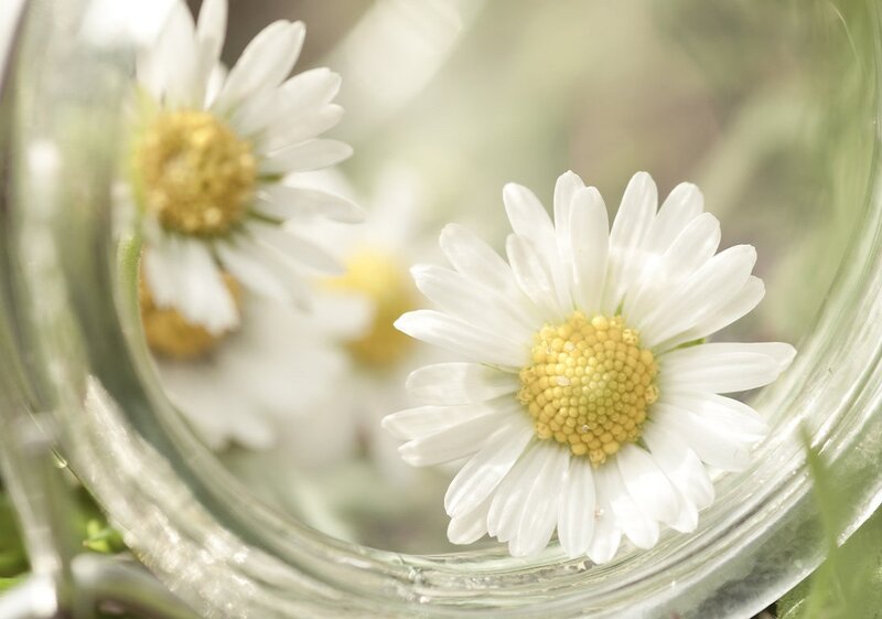 Daisies in a Glass Jar — White