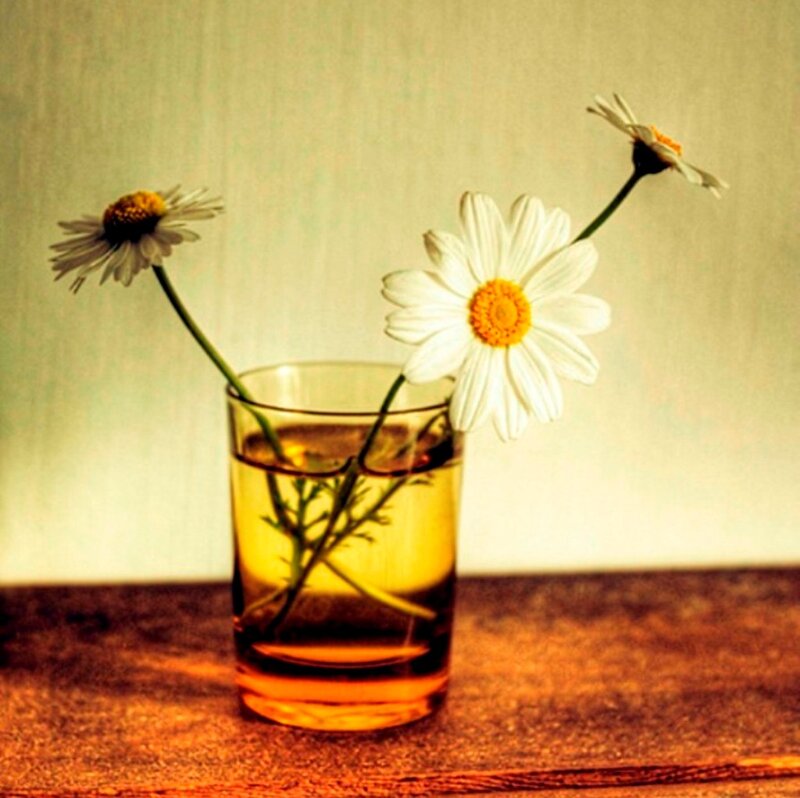 Daisies in a Glass