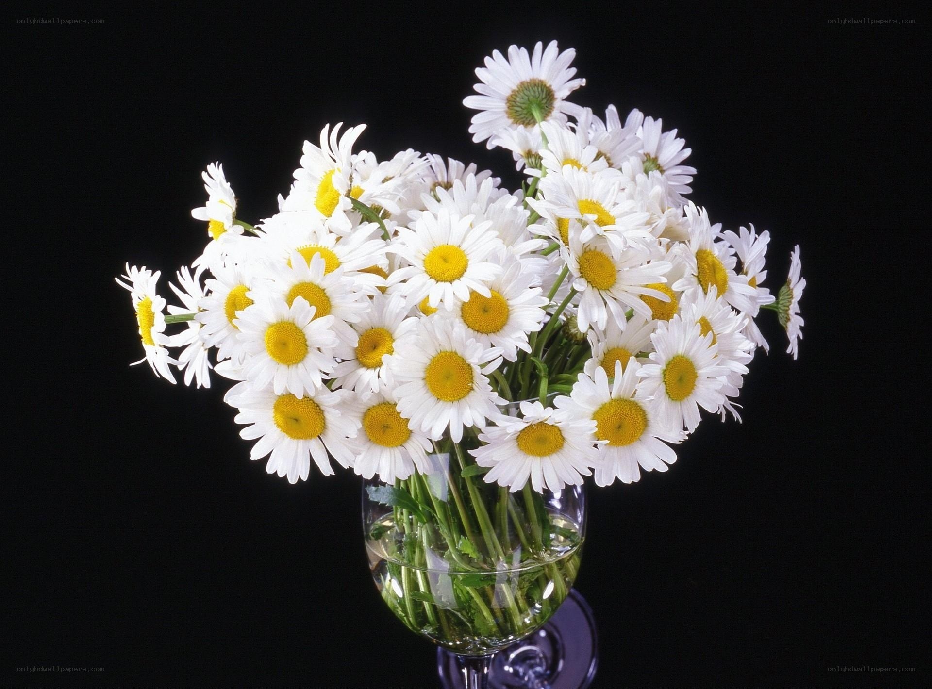 daisies in a glass vase