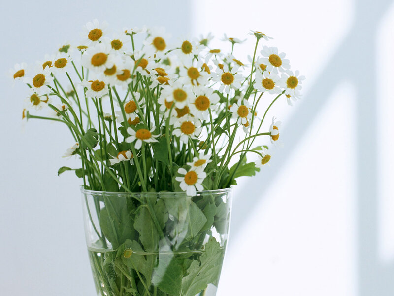 Daisies in a Glass Vase — White