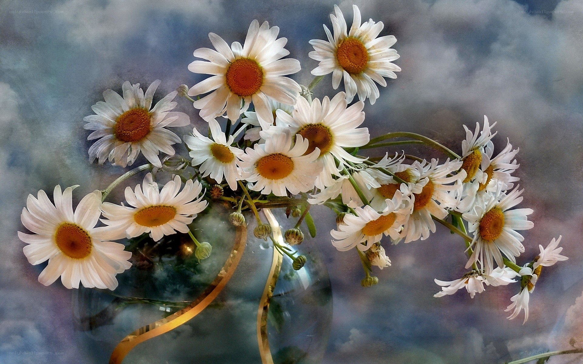 Daisies in a glass vase