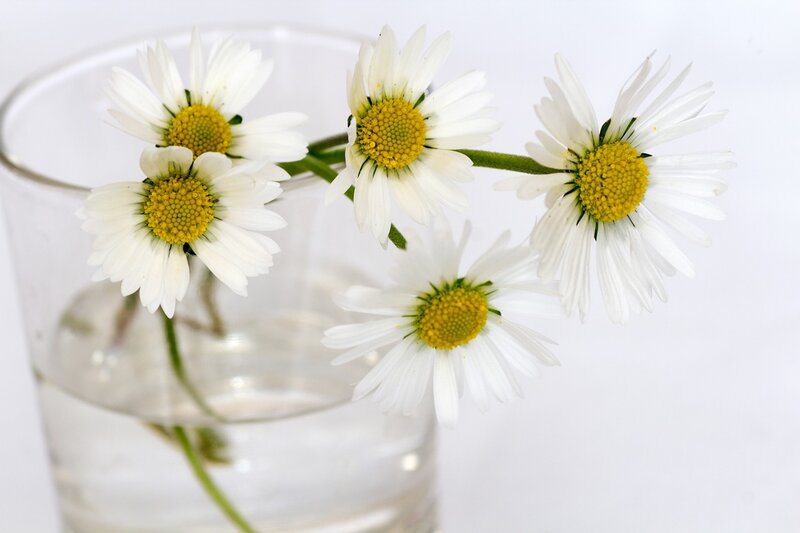 Daisies in a Glass — White, Calm
