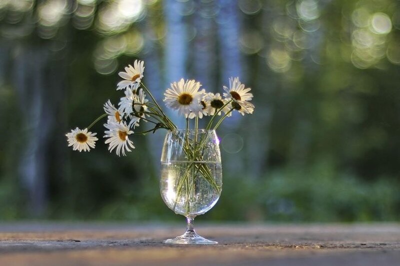 Daisies in a Glass — White, Serene