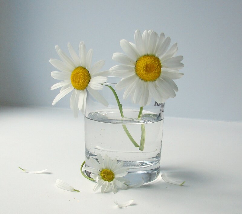 Daisies in a Glass — White