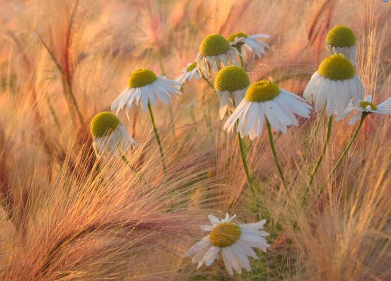 daisies in a golden field