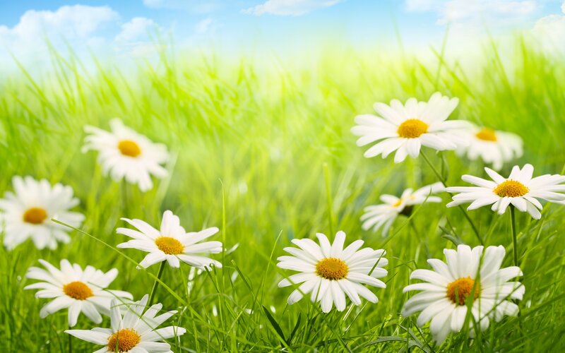 Daisies in a Grass Field