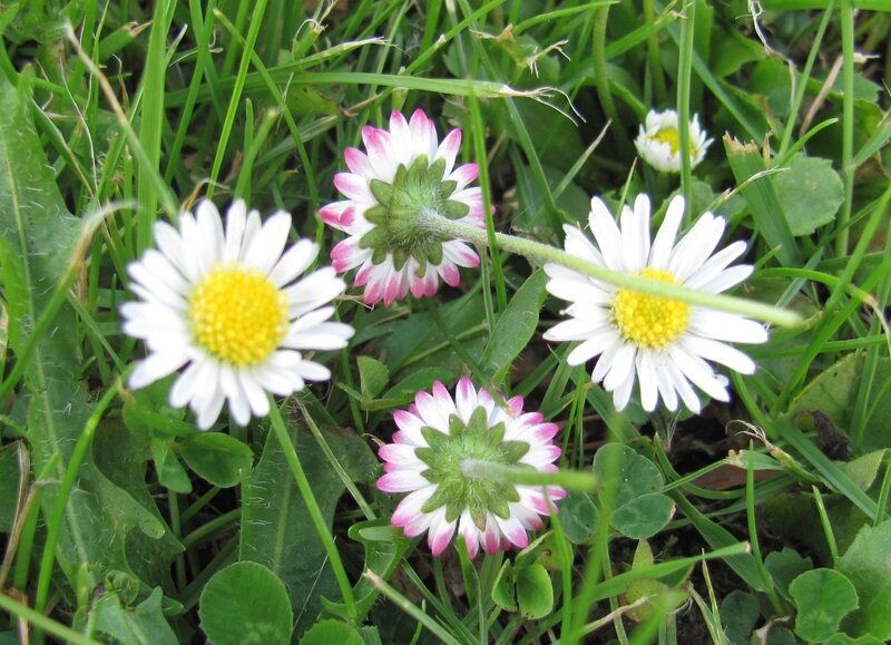 Daisies in a grassy field