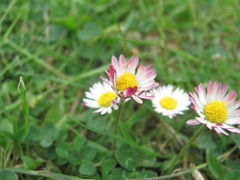 Daisies in a grassy field