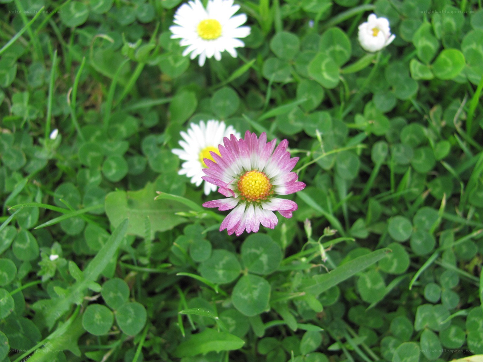Daisies in a grassy field