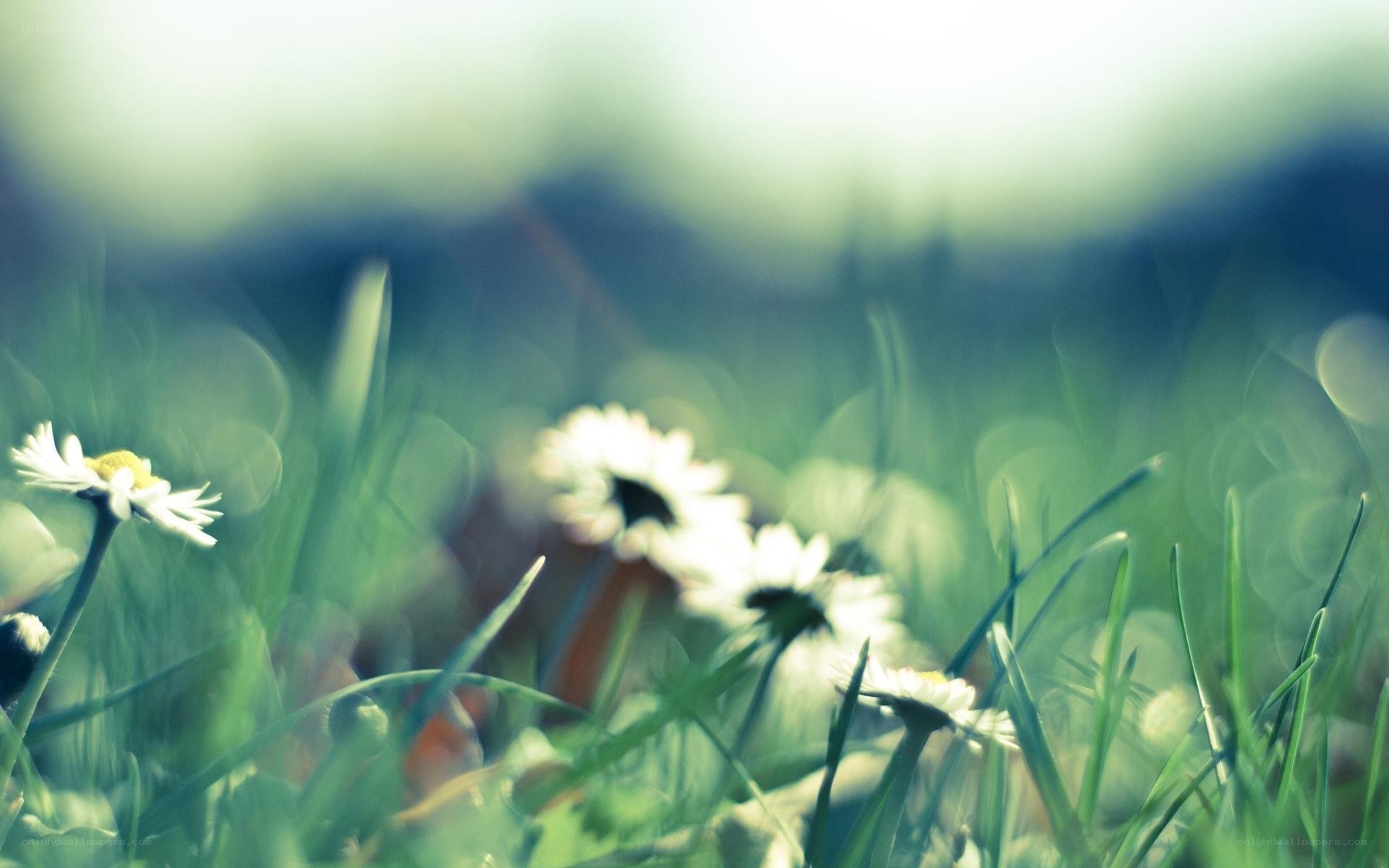 daisies in a grassy field