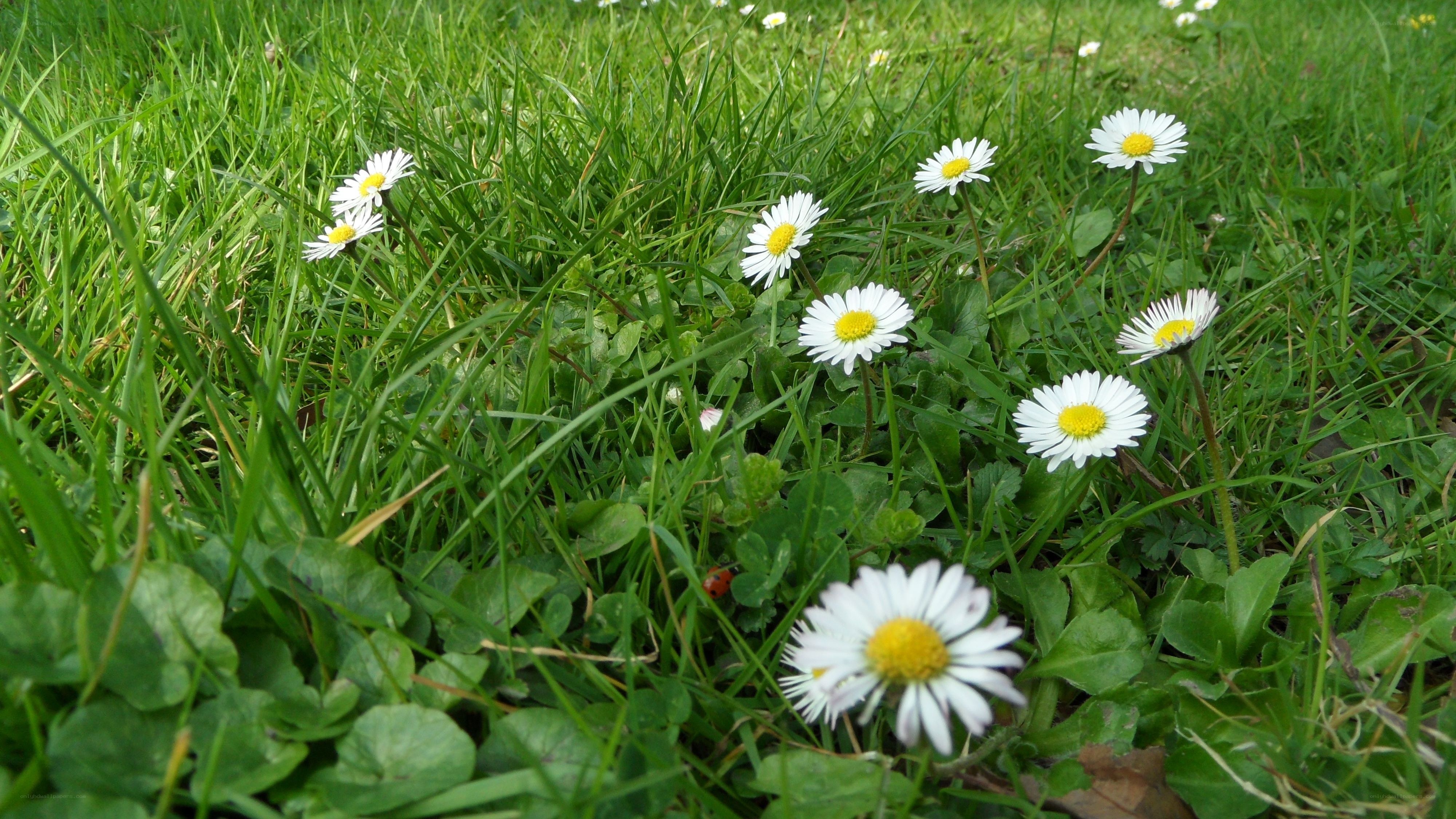 Daisies in a grassy field