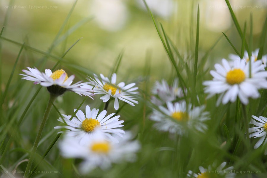 Daisies in a grassy field