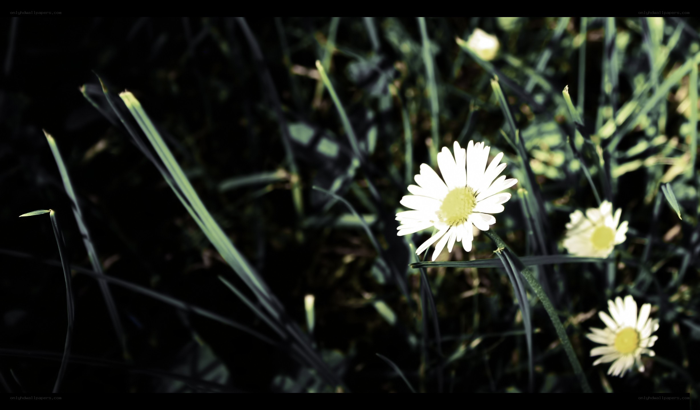 Daisies in a grassy field
