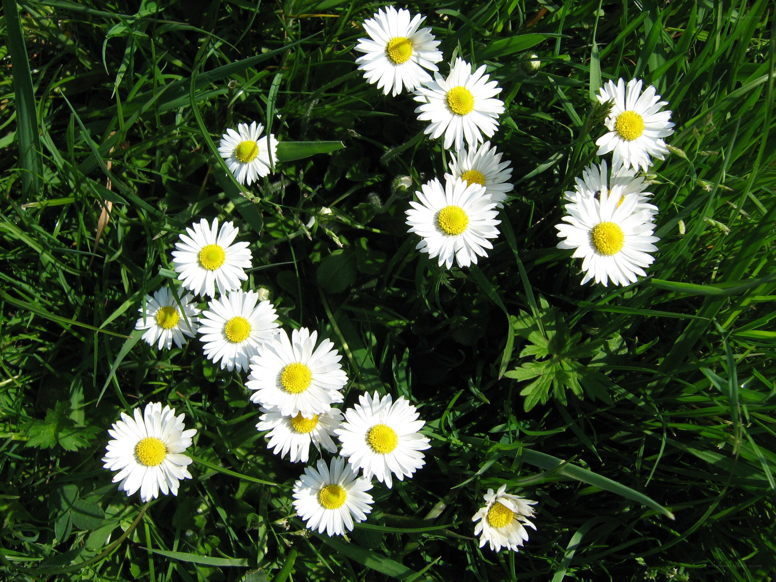 Daisies in a grassy field
