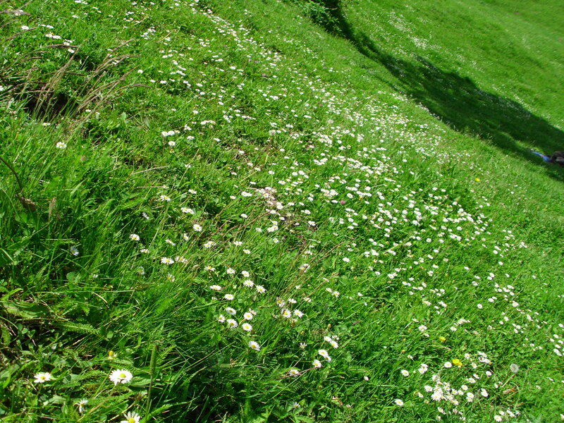 Daisies in a grassy field