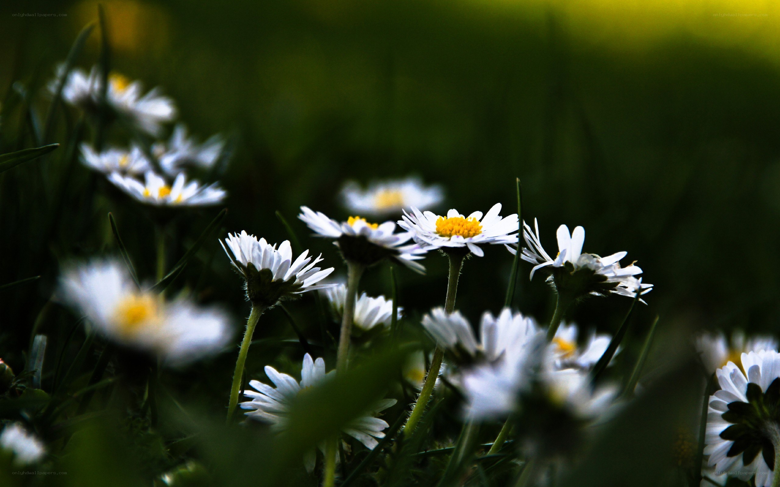 daisies in a grassy field