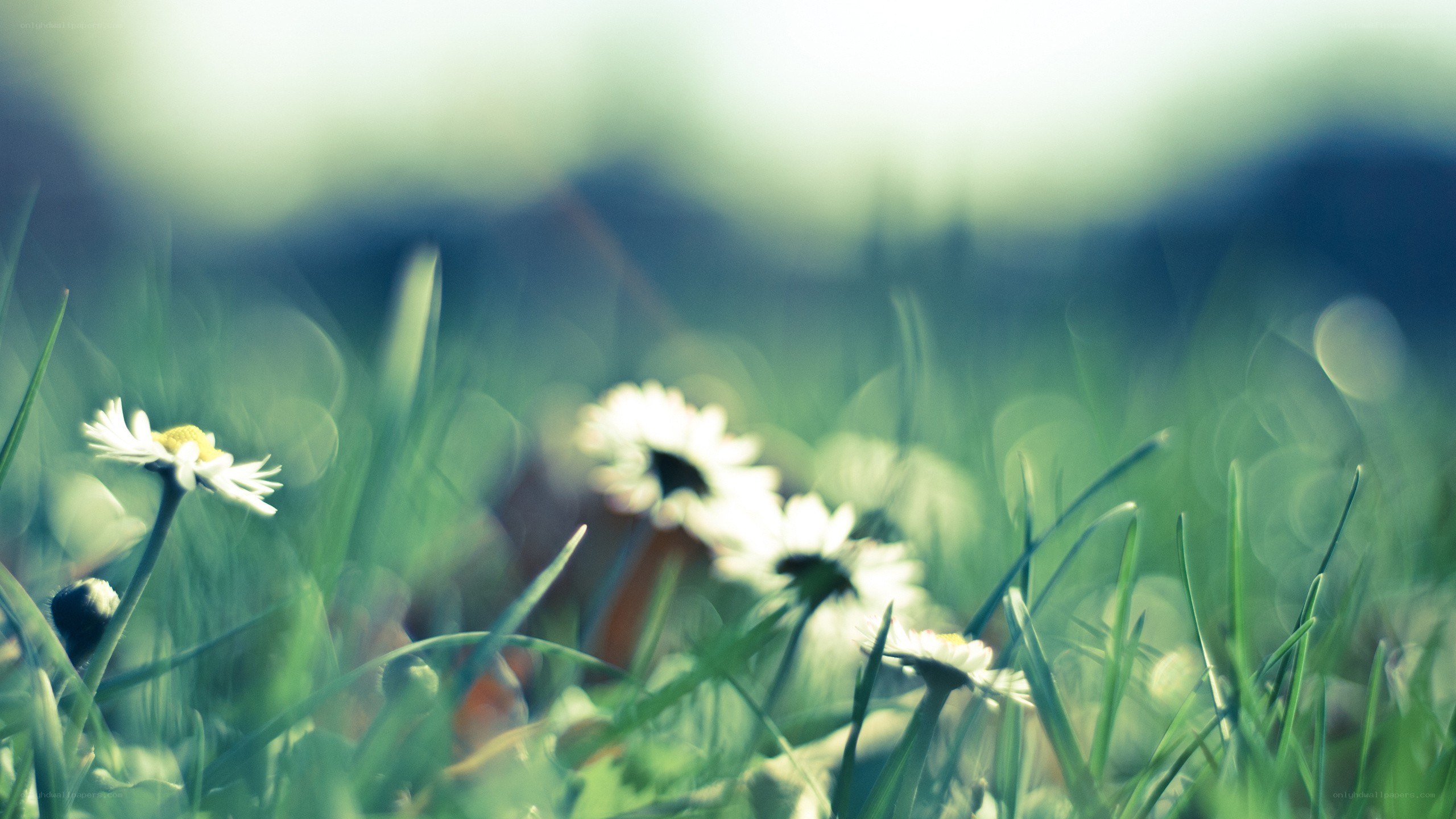 daisies in a grassy field