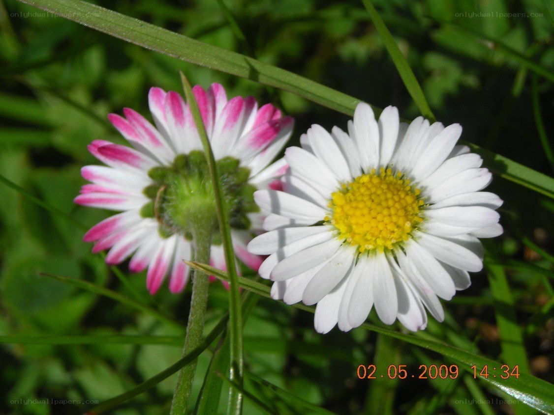 Daisies in a grassy field