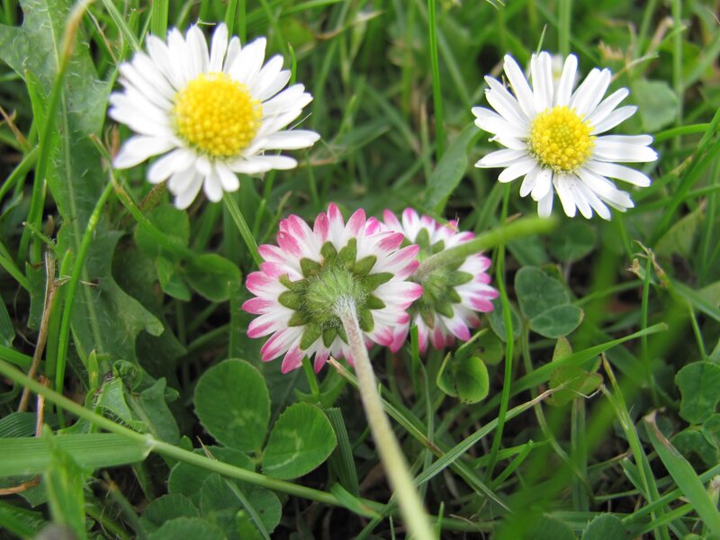 Daisies in a grassy field