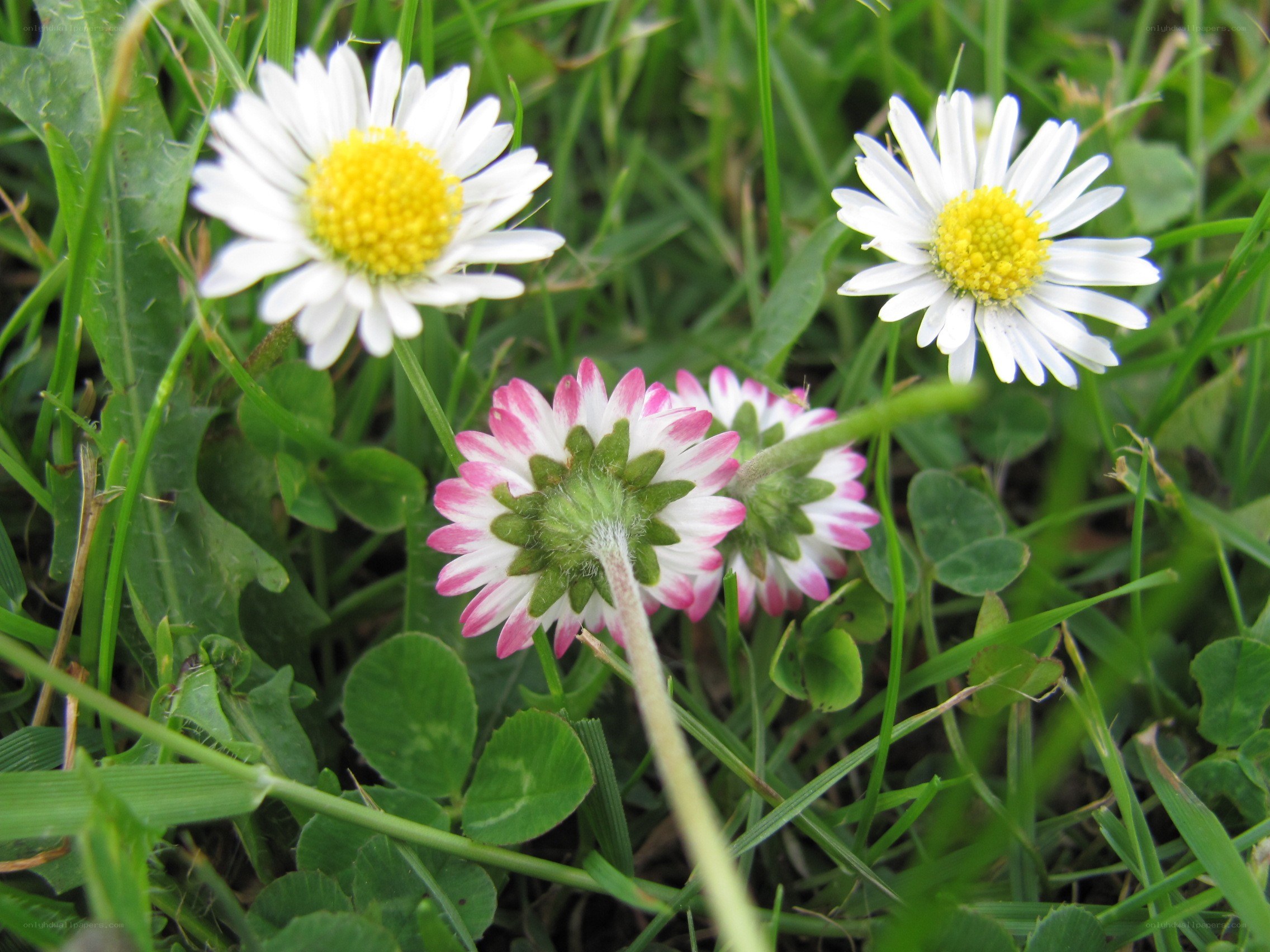 Daisies in a grassy field