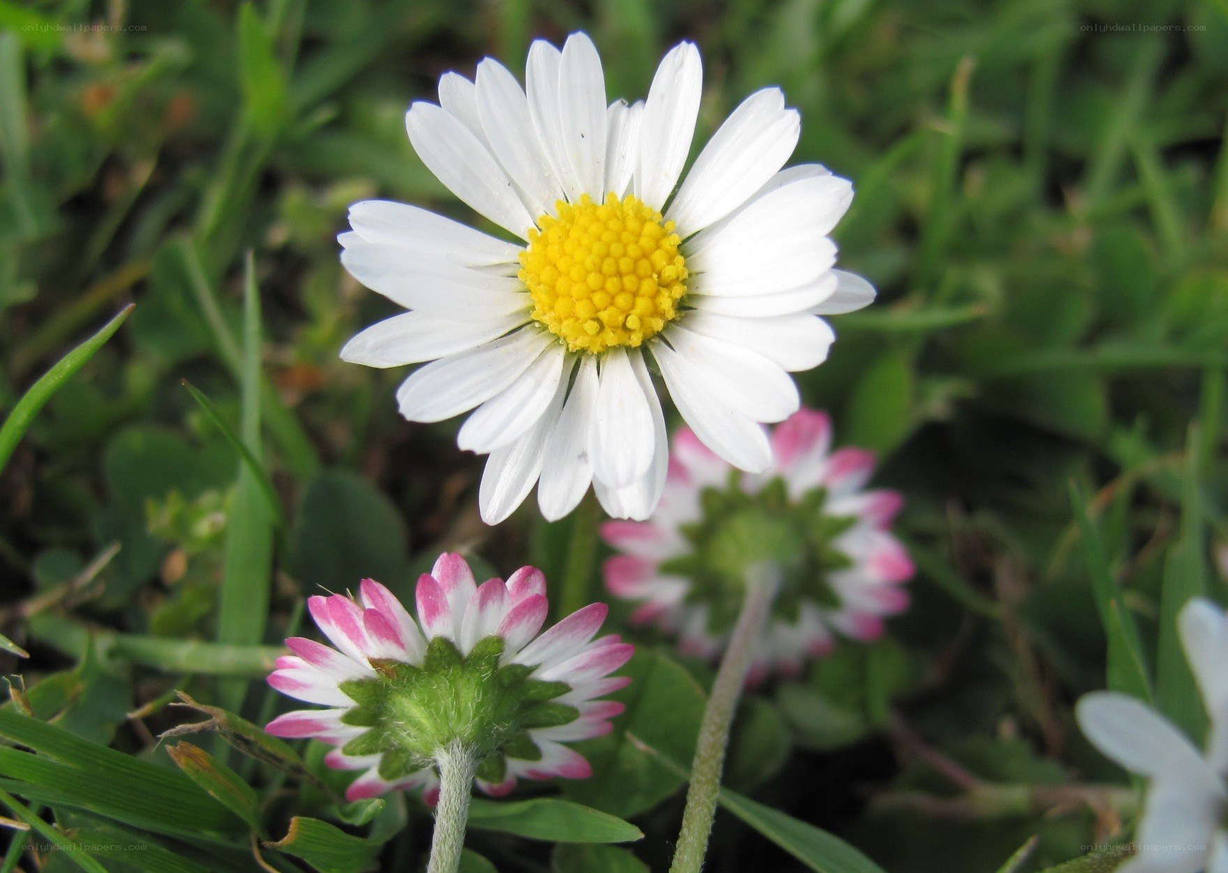Daisies in a grassy field