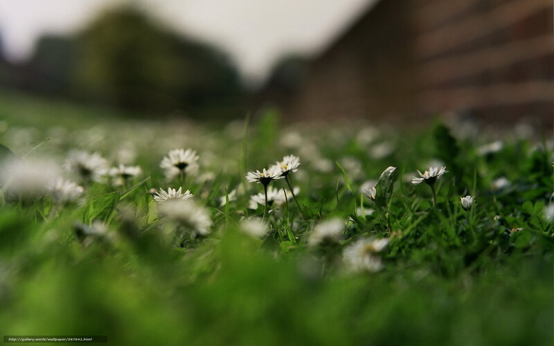 Daisies in a Grassy Field — Green, Serene, Spring
